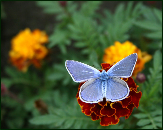 Blue butterfly