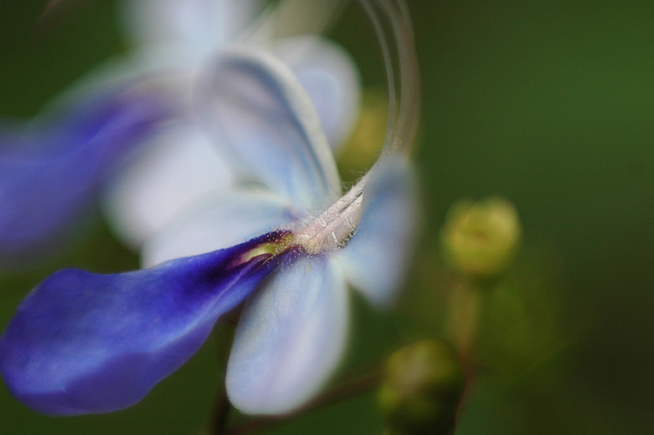 flower_macro