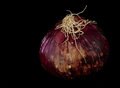 Onion