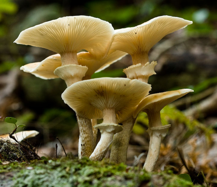 Mushrooms