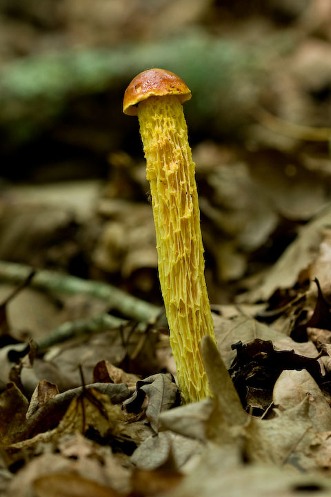 Mushrooms IV.jpg