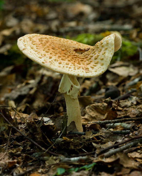 Mushrooms V.jpg