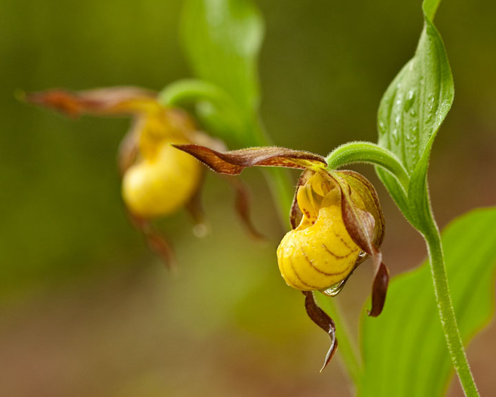 Yellow Lady's Slipper