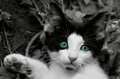 kitten