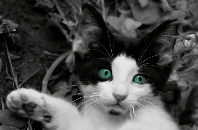 kitten