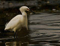 white crane-2.jpg