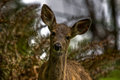 Deer-8.jpg