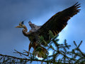Heron Landing.jpg