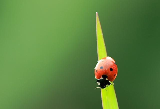 lady bug.jpg