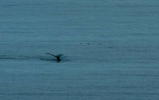 whale.jpg