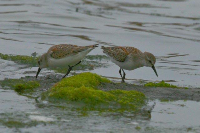sandpiper.jpg