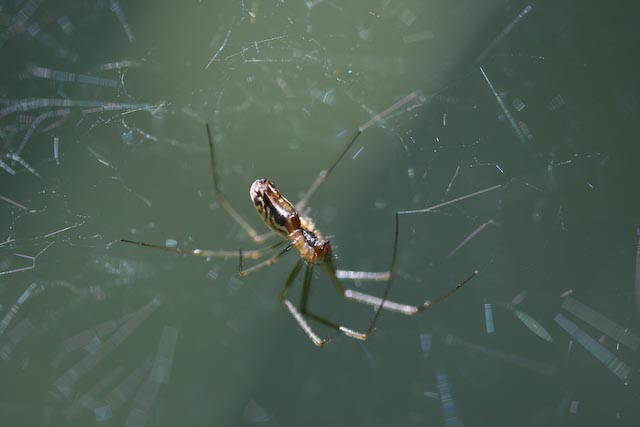 spider.jpg