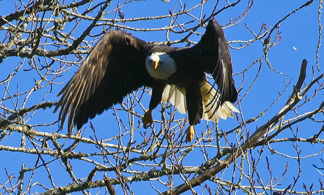 eagle-4.jpg