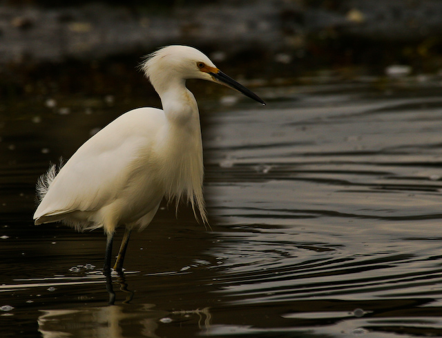 white crane-2.jpg