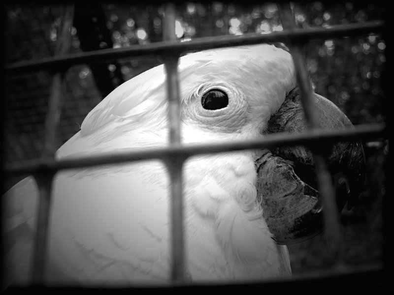 Trapped