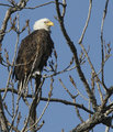 Bald eagle