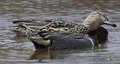 Green-winged Teal