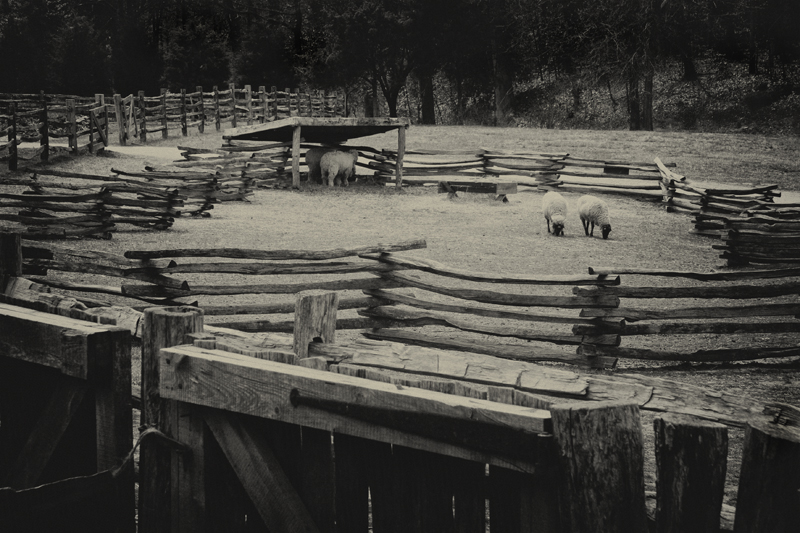 Sheep at Mt Vernon (duotone)