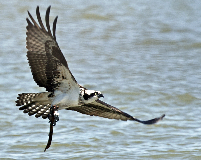 Nest building