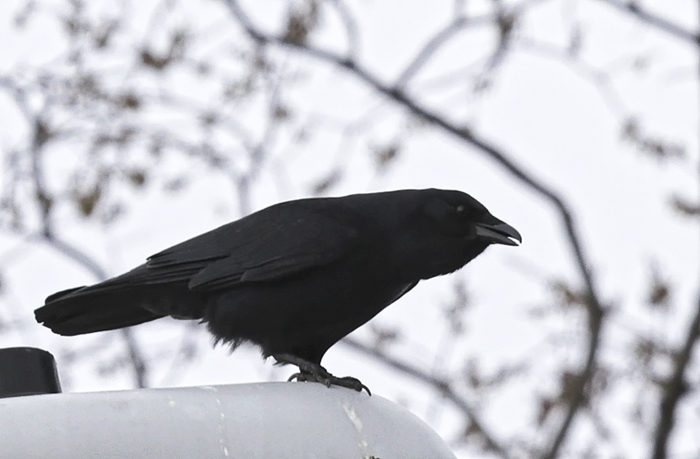 Crow_1371_dpc