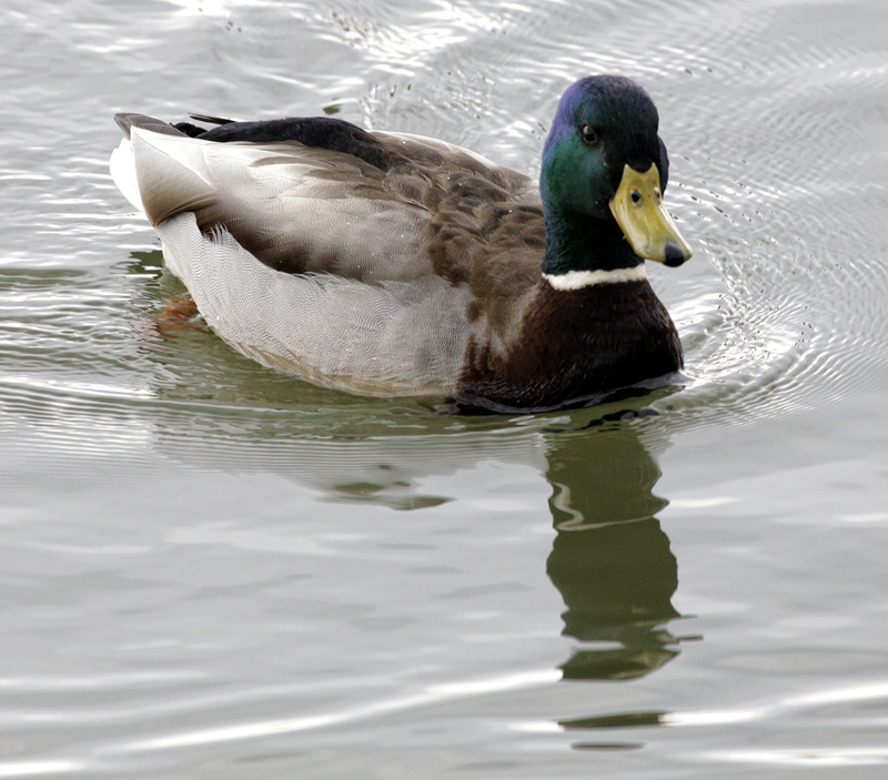 Mallard_1376_DPC