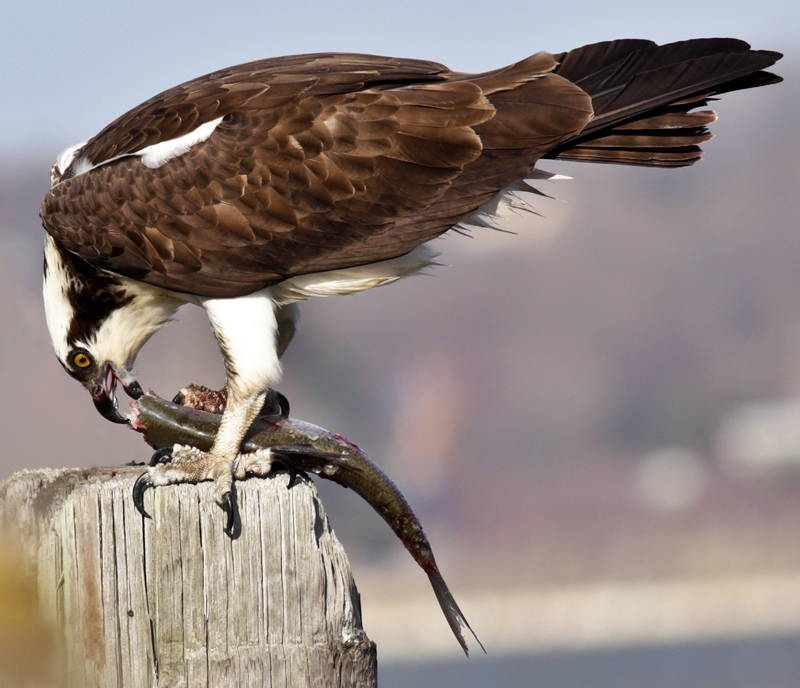 Osprey and his dinner