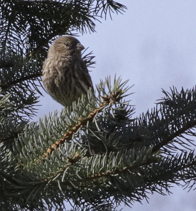 House Finch (female)