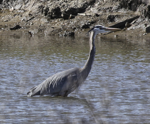 Great Blue Heron