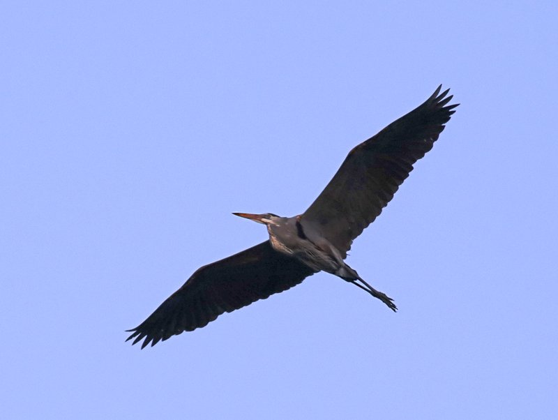Blue Heron in flight