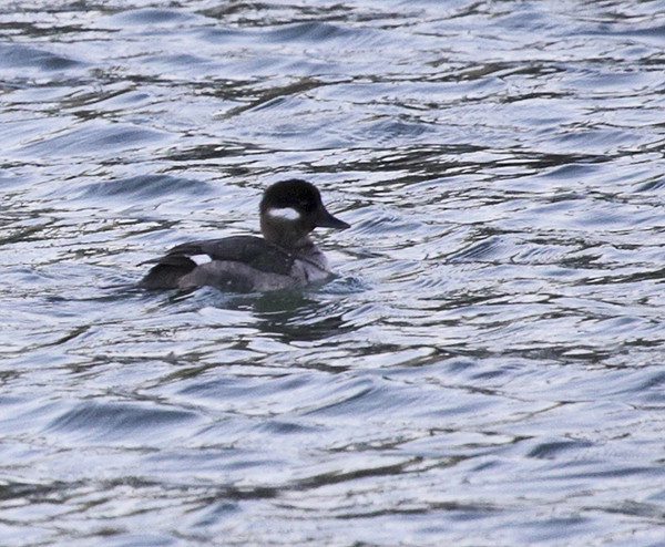 Bufflehead duck (female)