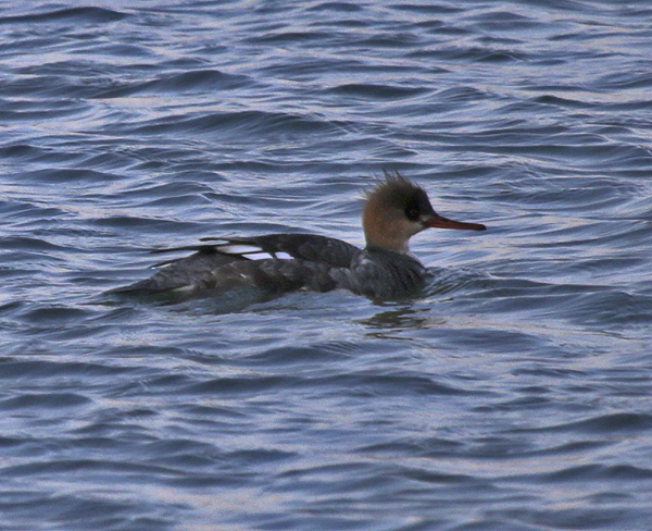 Red Breasted Merganser (female)