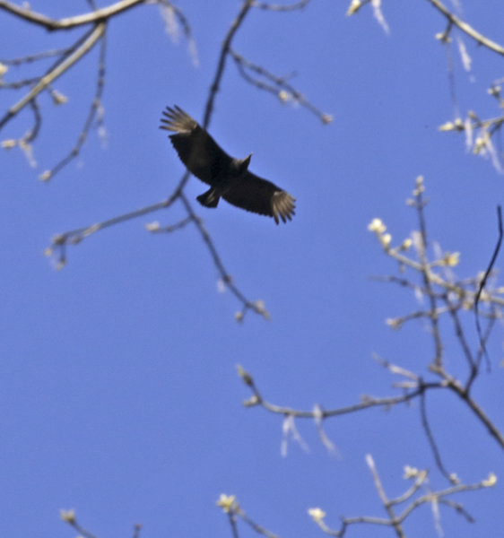 Black vulture