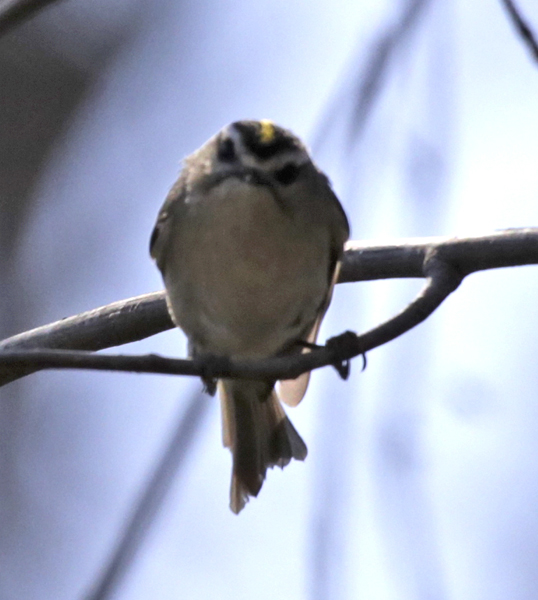 Golden-crowned kinglet