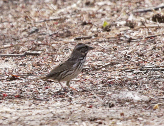 Song sparrow