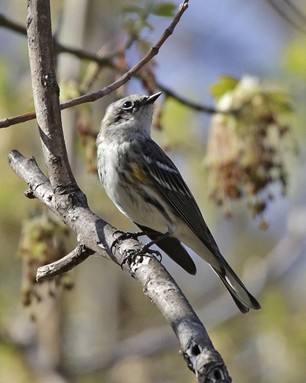 Yellow-rumped warbler