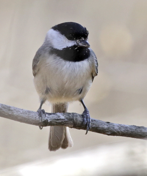 Carolina chickadee
