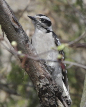 Downy woodpecker