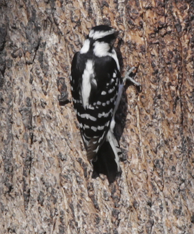 Downy woodpecker (female)