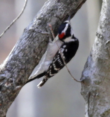 Downy woodpecker (male)