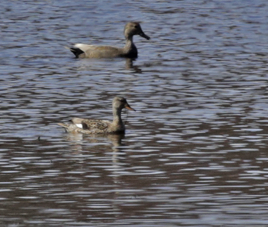 Gadwall