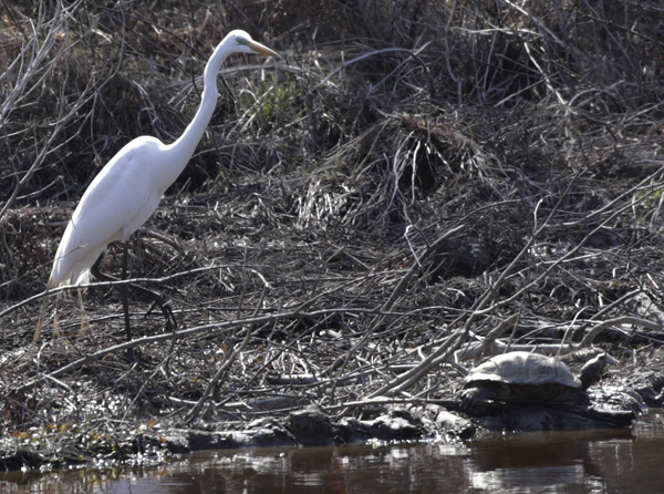 Great Egret and Turtle