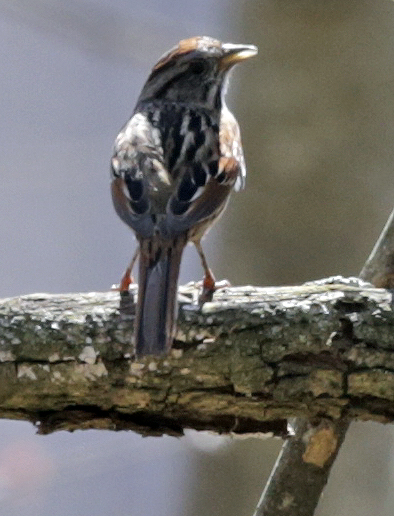 Swamp sparrow