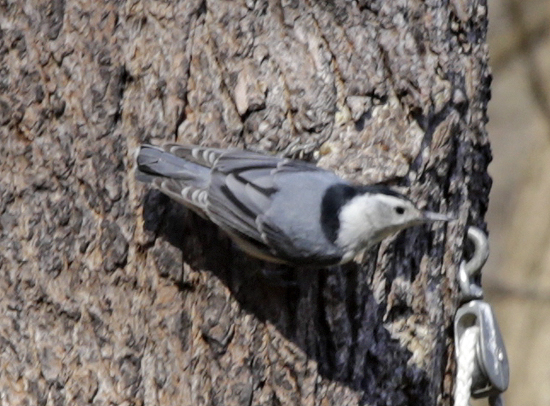 White-breasted nuthatch