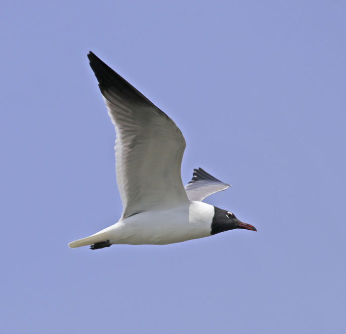 Black-headed gull