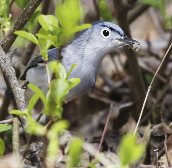 Blue-gray gnatcatcher