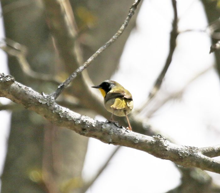 Common Yellowthroat
