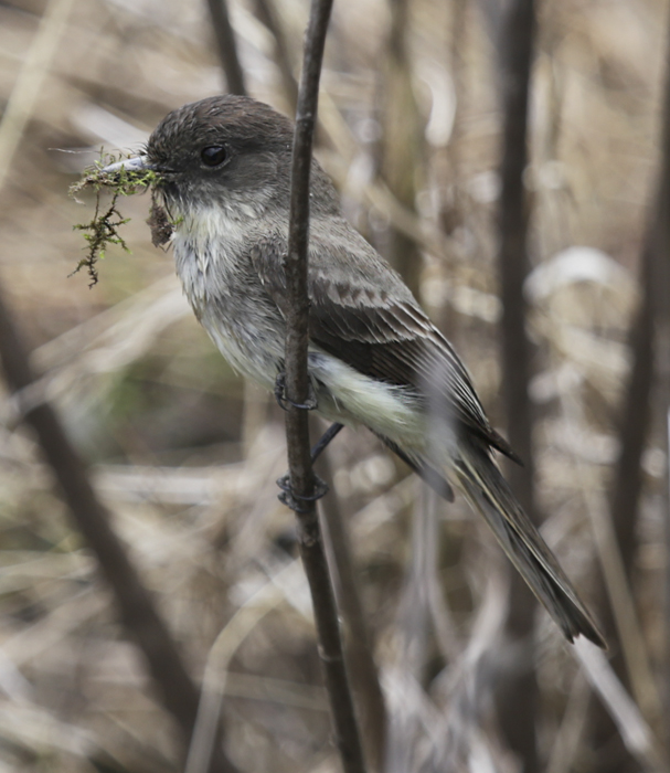 Eastern Phoebe