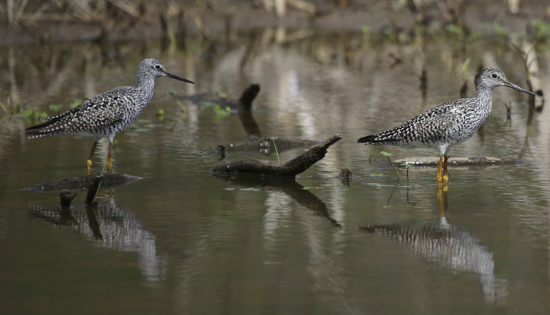 Greater Yellowlegs