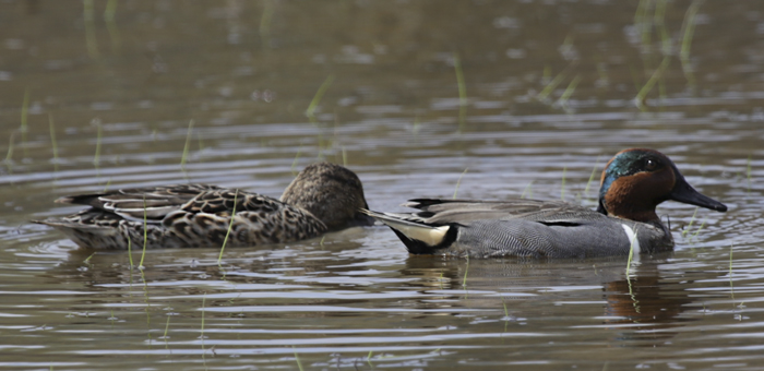 Green-winged teal