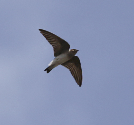 Northern Rough-winged Swallow